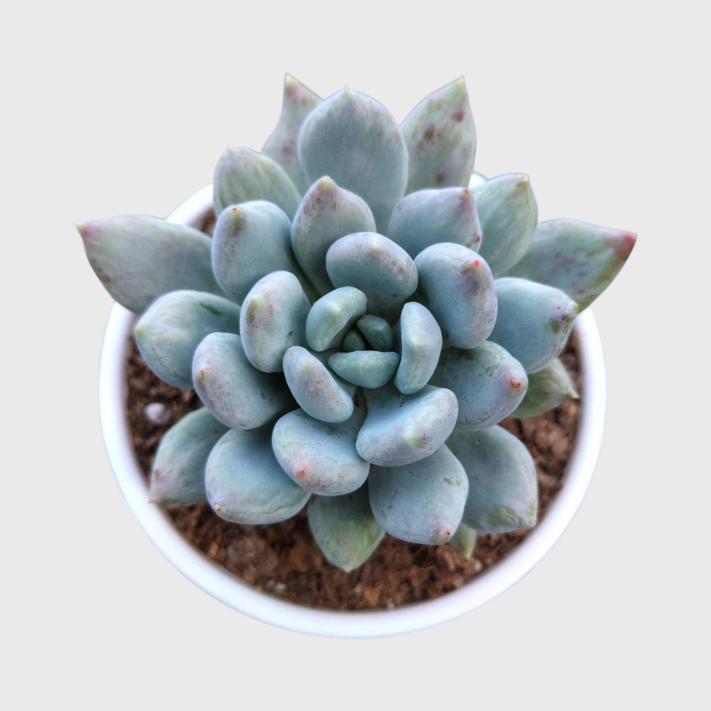 Succulent Combo Set of 5 Mature Bare Rooted Plants | Colourful Collector Succulents