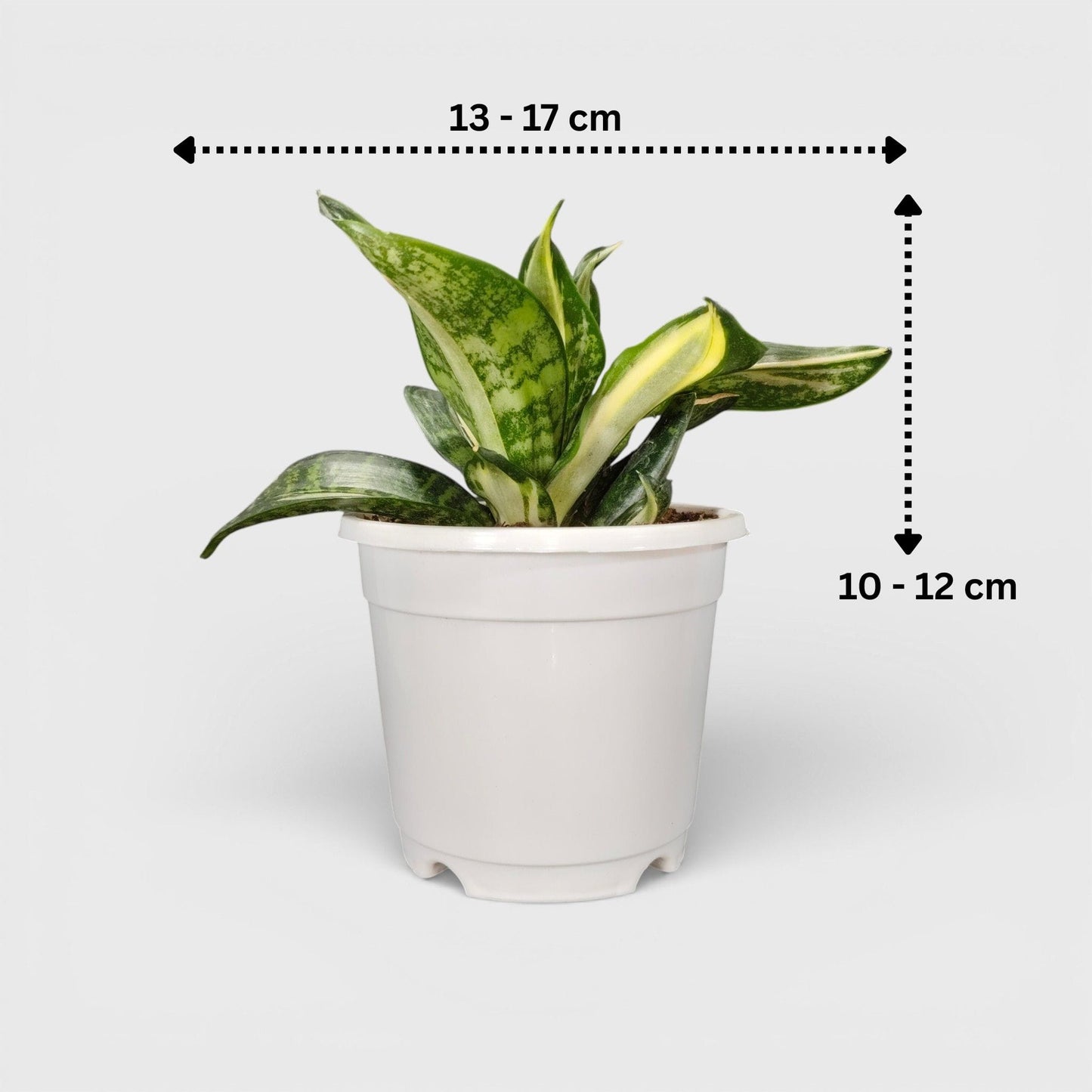 Sansevieria Silver Streaker Hahnii Compact Indoor Snake Plant | Air Purifying Plants