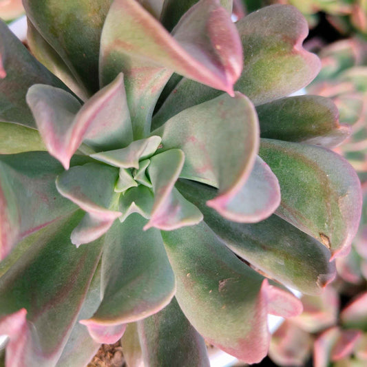 Close-up of a succulent plant with pinkish-green leaves.