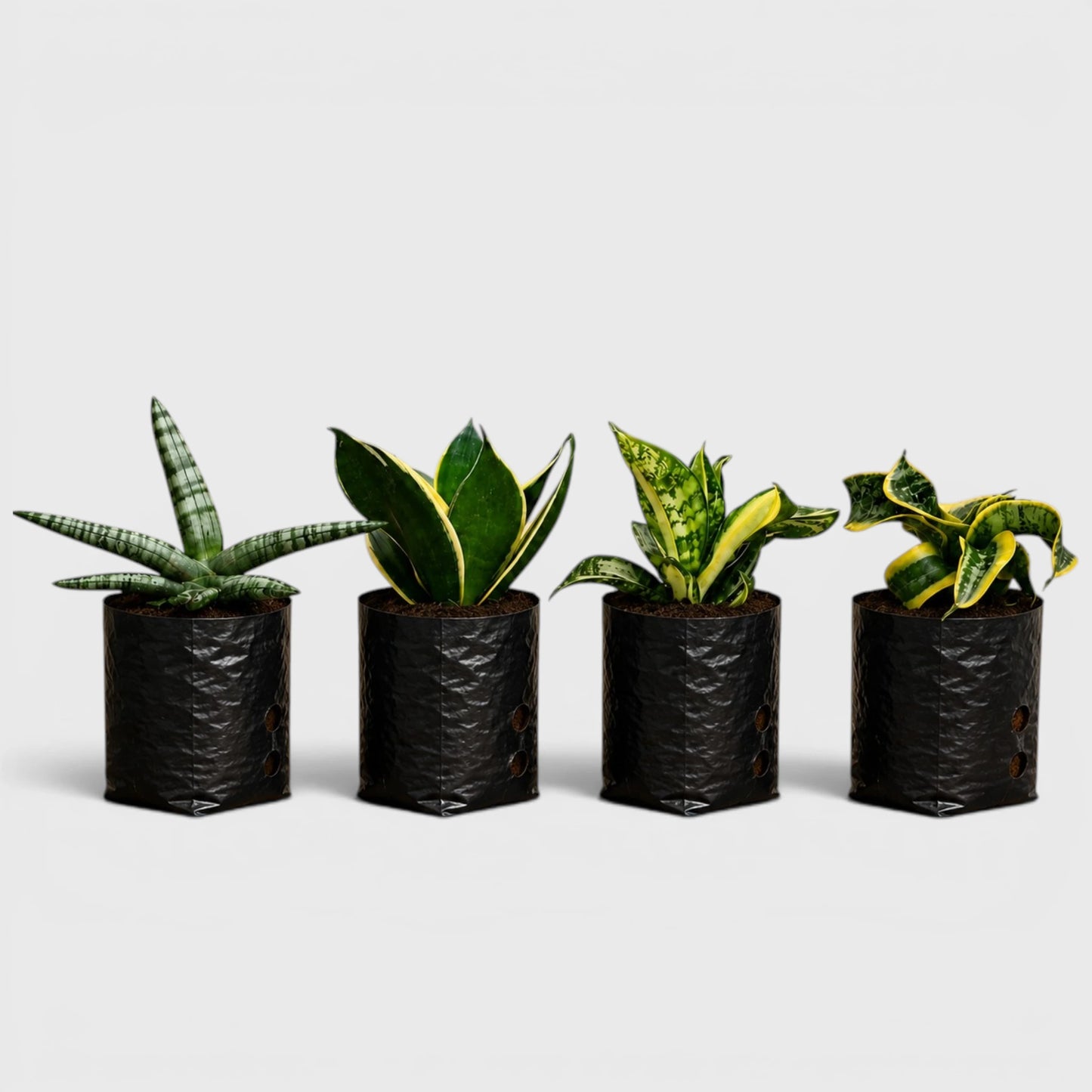 Air Purifying Snake Plants Collection of 4 | Lucky Vastu Indoor Plants
