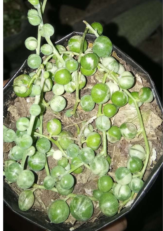 String of Pearls Variegated (Curio rowleyanus variegatus) – Elegant Trailing Succulent for Home, Office & Garden Décor