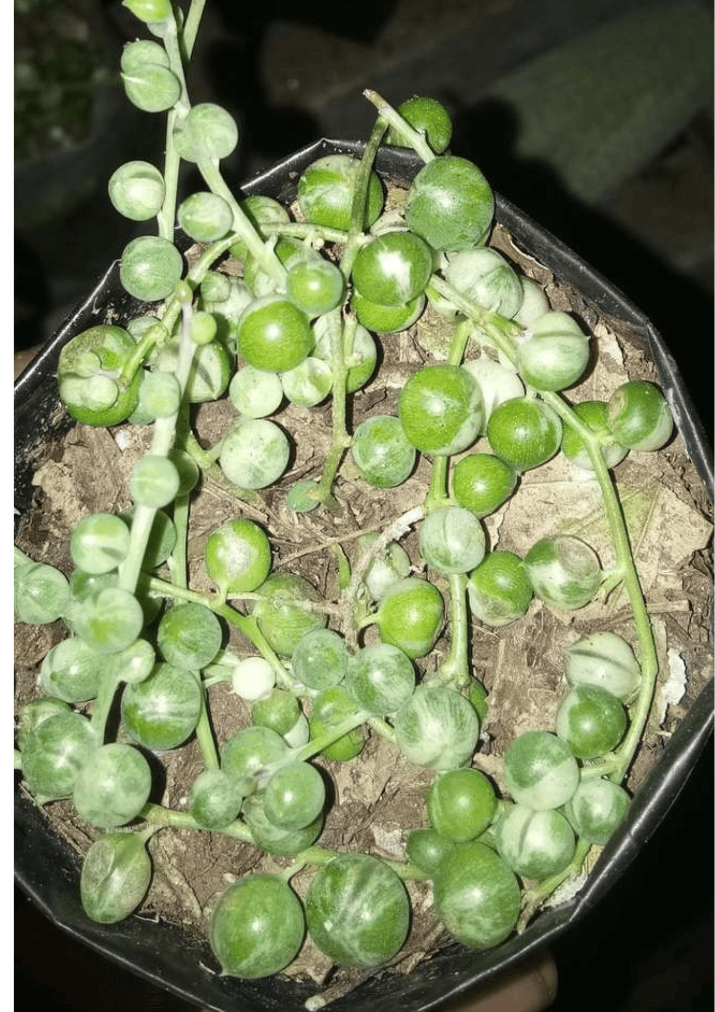 String of Pearls Variegated (Curio rowleyanus variegatus) – Elegant Trailing Succulent for Home, Office & Garden Décor – Bare-Rooted