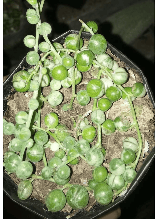 String of Pearls Variegated (Curio rowleyanus variegatus) – Elegant Trailing Succulent for Home, Office & Garden Décor – Bare-Rooted