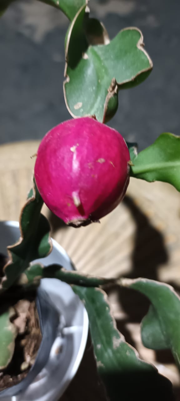 Ornamental Bare-Rooted Hybrid Dragon Fruit Cactus Live Plant (Non-Edible) – Mature Well-Rooted Decorative Magenta Fruit Cactus for Home & Garden Décor