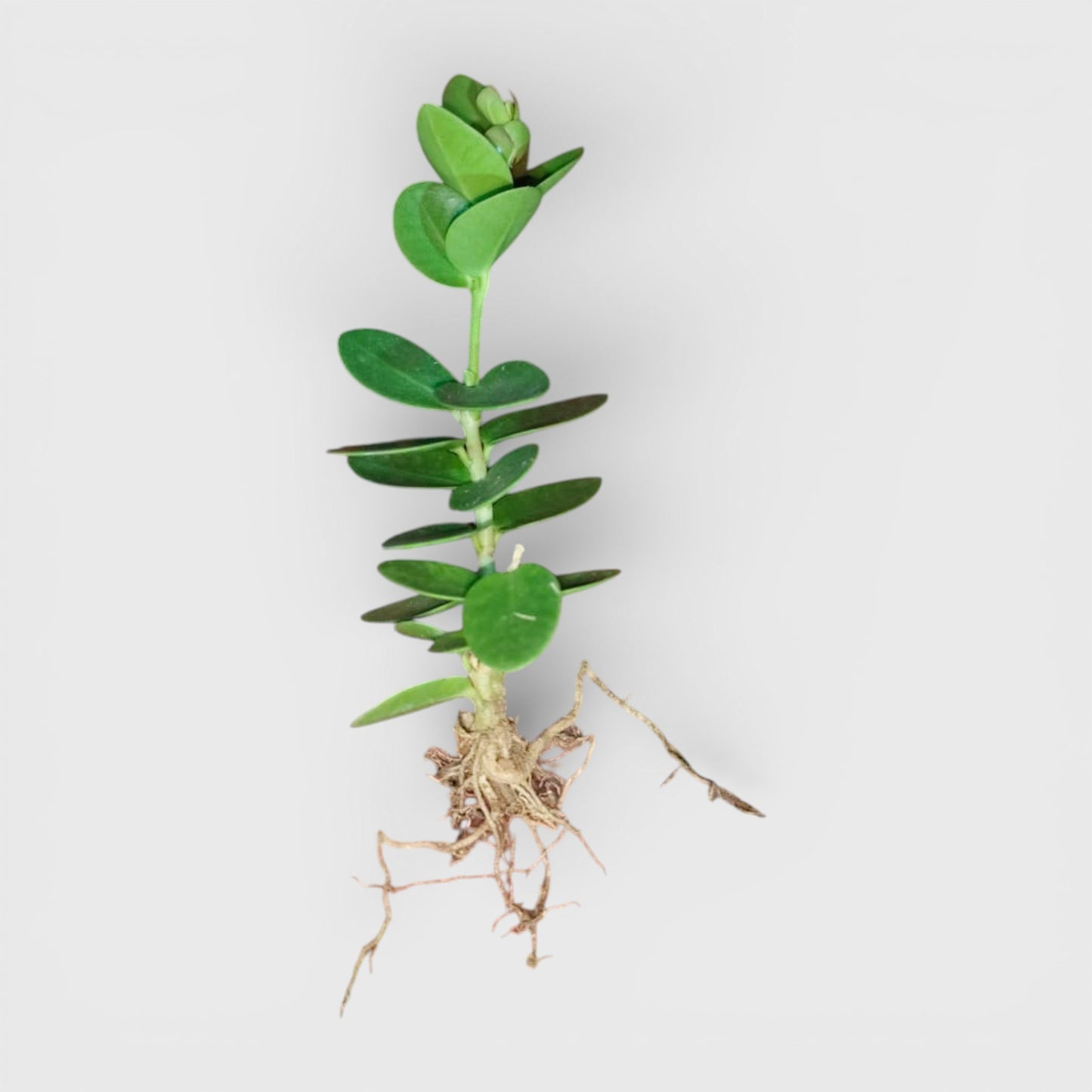 Hoya Cummingiana (Hoya cumingiana Decne) Live Plant – Mature Medium Size, Well-Rooted, Bare-Rooted Indoor Hoya