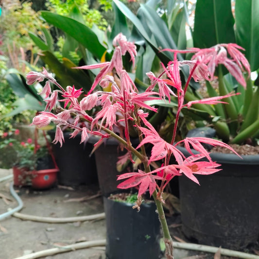 Hybrid Red Maple – Rare Ornamental Foliage Plant - 12 - 18 Inches | Mature Plant