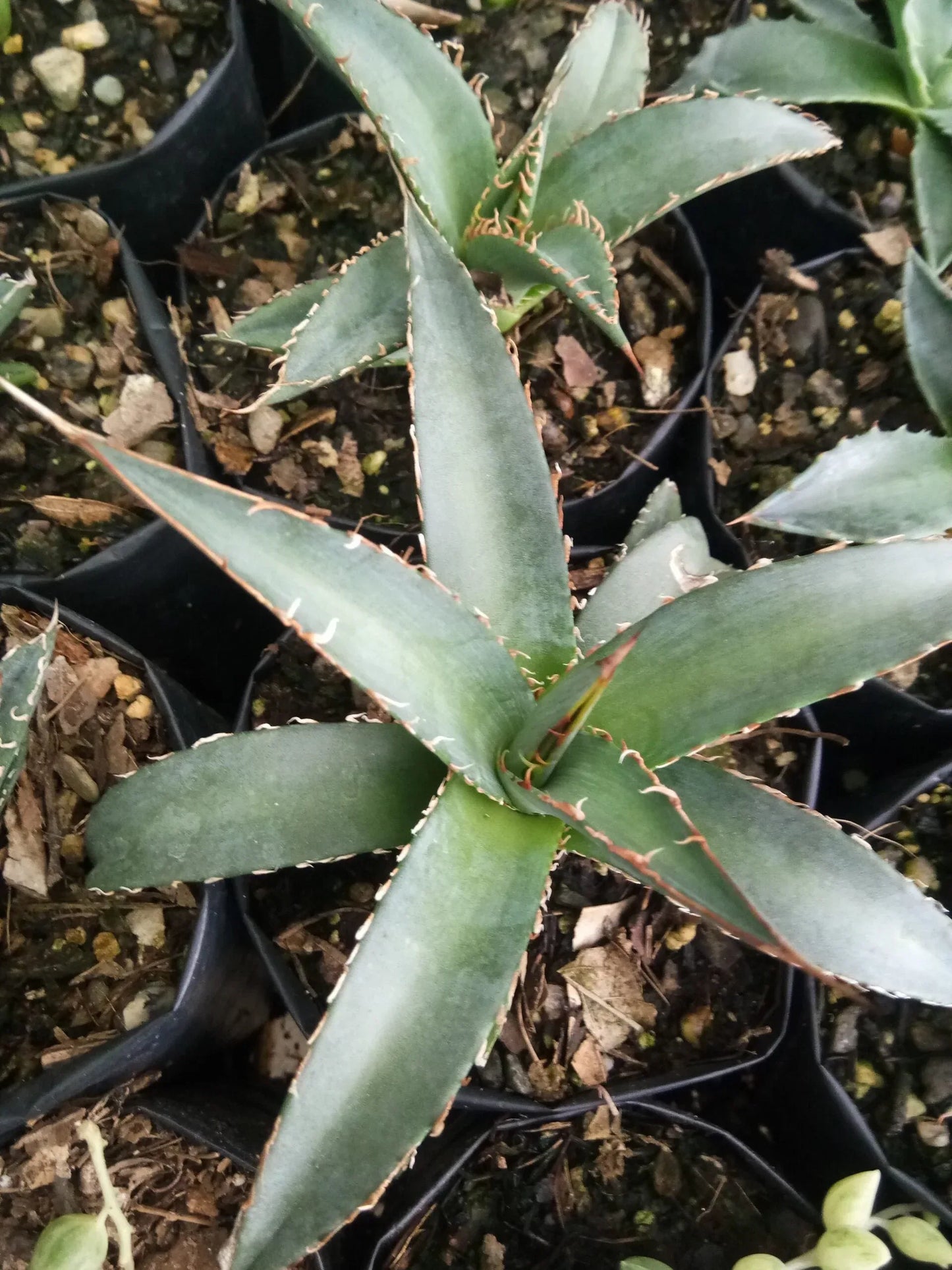 Agave purpusorum – Compact Sculptural Succulent for Modern Indoor & Outdoor Spaces – Bare-Rooted - Frek