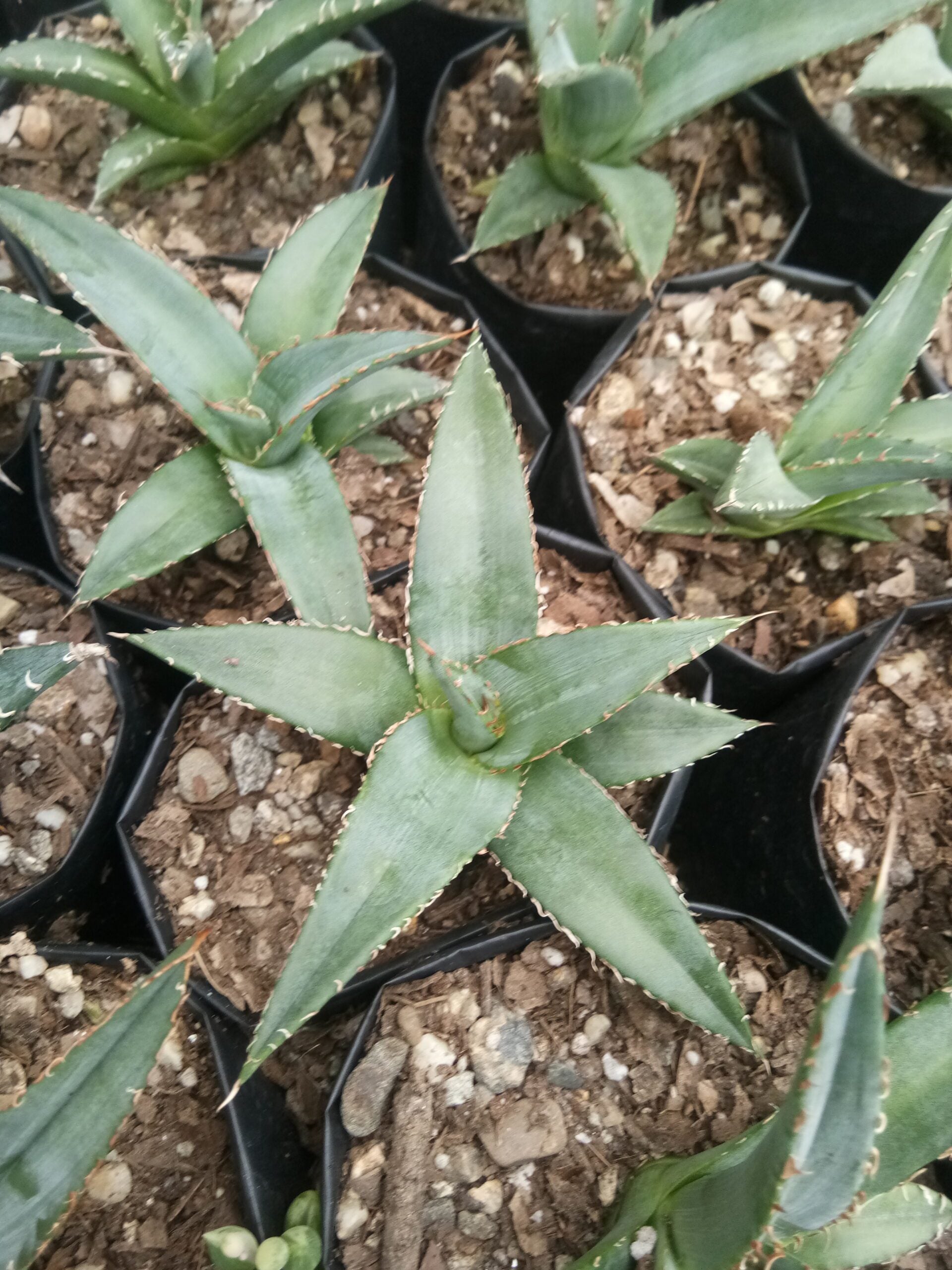Agave Purpusorum: Available now at Frek - My Store