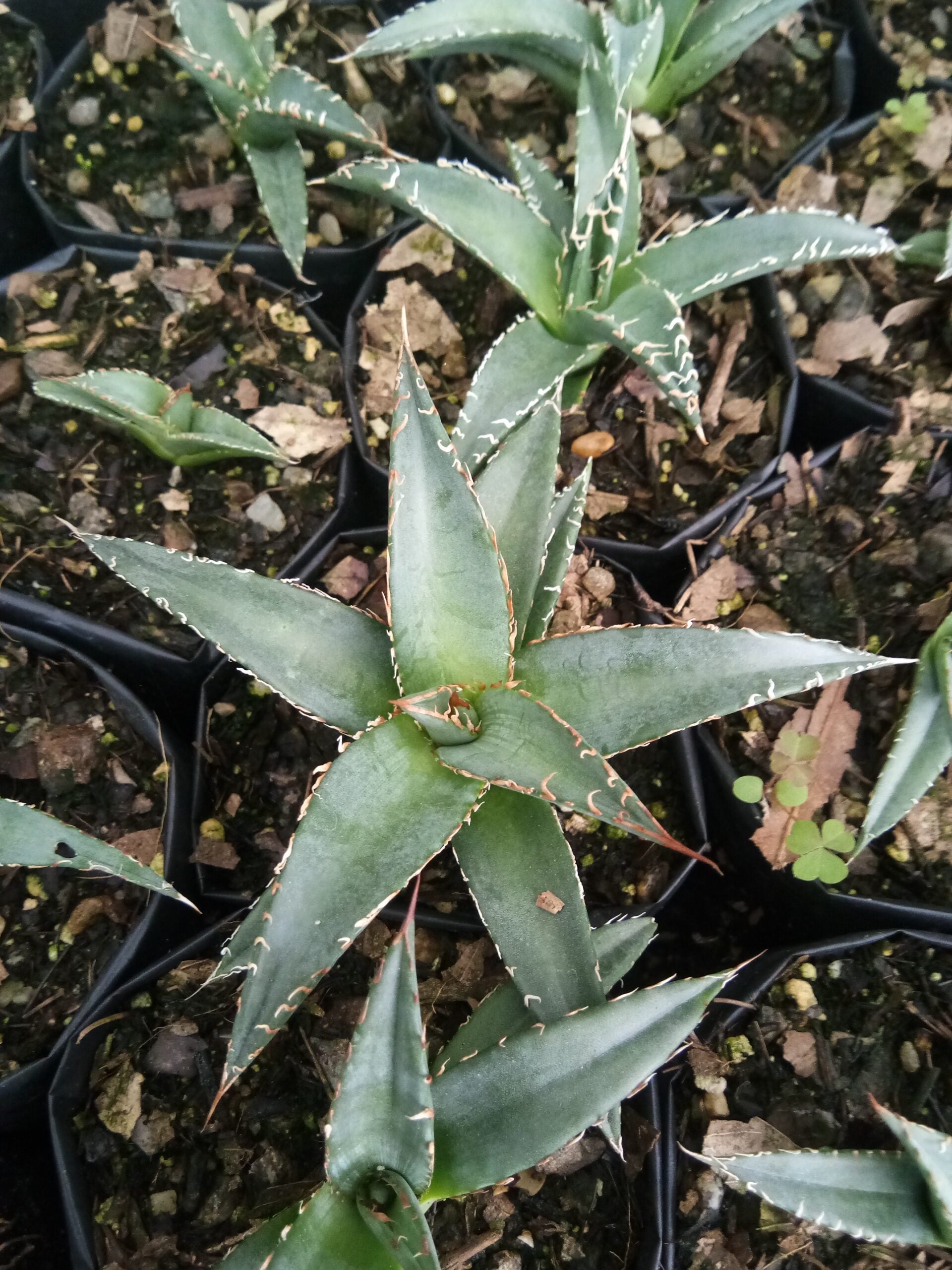Agave Purpusorum: Available now at Frek - My Store