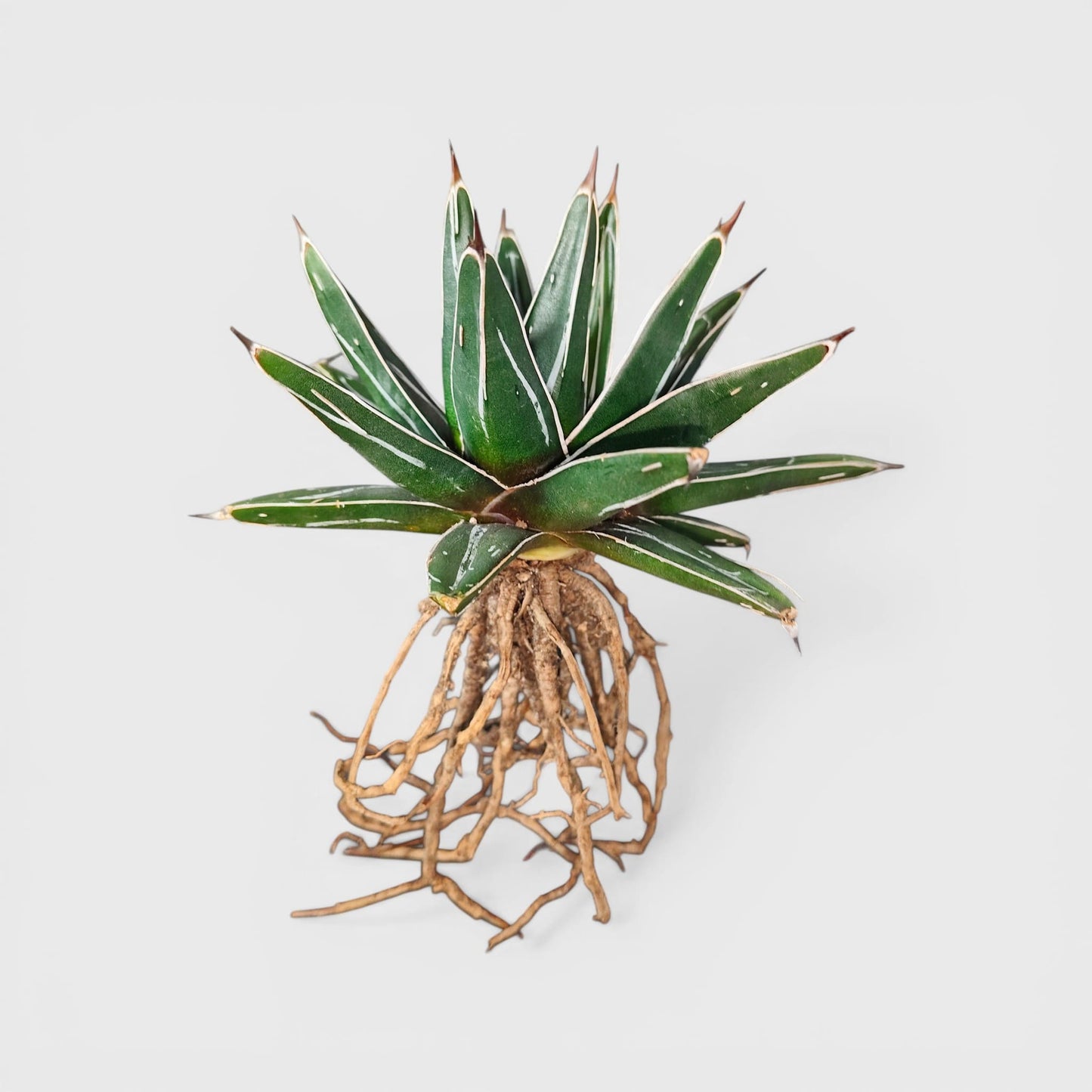 Compact Agave Victoria Reginae plant