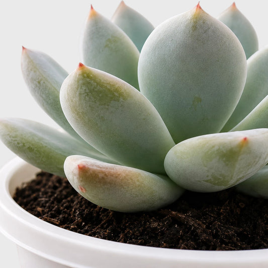 Echeveria Alba Beauty | Well Rooted Mature Rosette Succulent