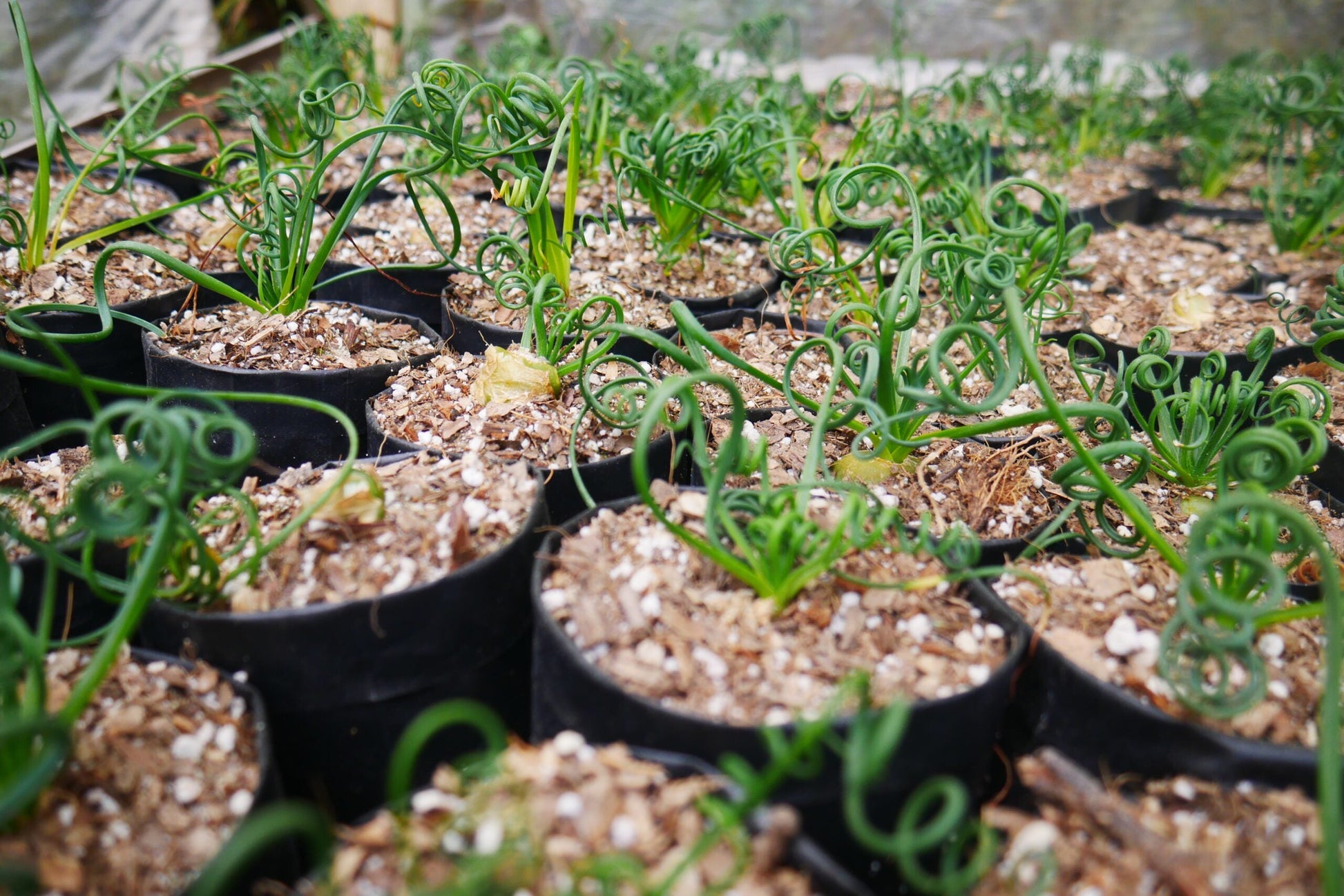 Albuca Spiralis Frizzle Sizzle - Exotic Rare Succulent Plant at Frek - Don't Miss Out! - My Store