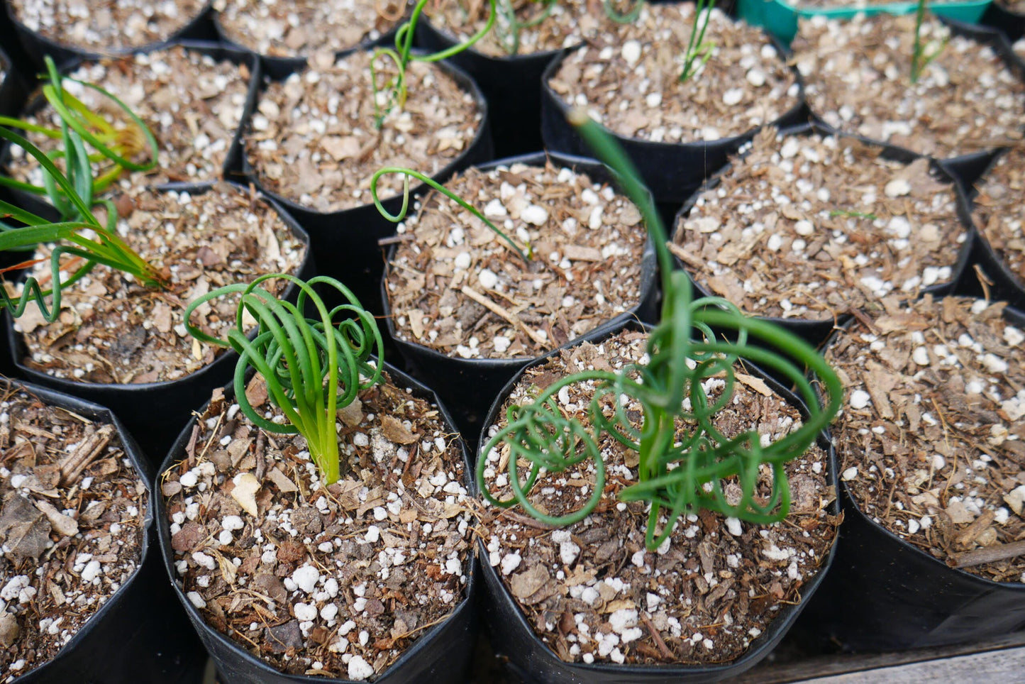 Albuca Spiralis Frizzle Sizzle - Exotic Rare Succulent Plant at Frek - Don't Miss Out! - My Store