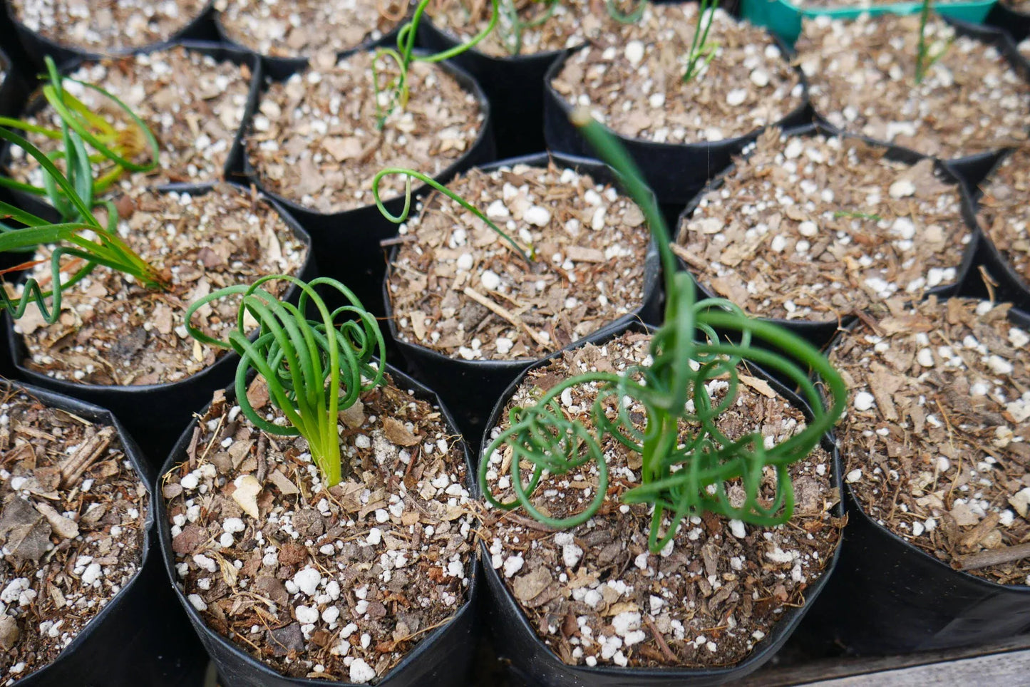 Albuca Spiralis Frizzle Sizzle-Exotic Rare Succulent Plant at Frek - Don't Miss Out! – Bare-Rooted
