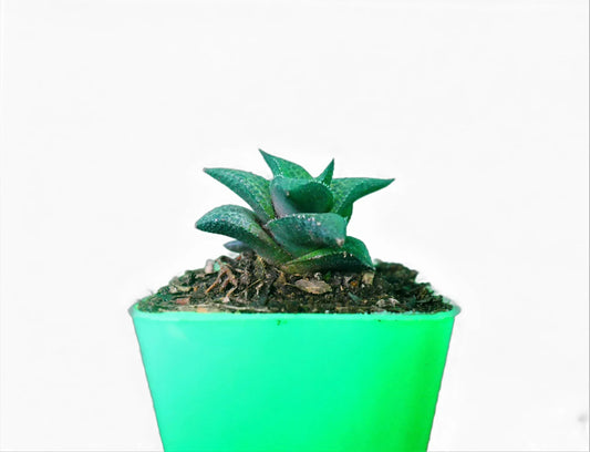 Alligator Bare-Rooted Plant (Haworthia veneosa tessellata ): A Stylish and Low-Maintenance Indoor Succulent