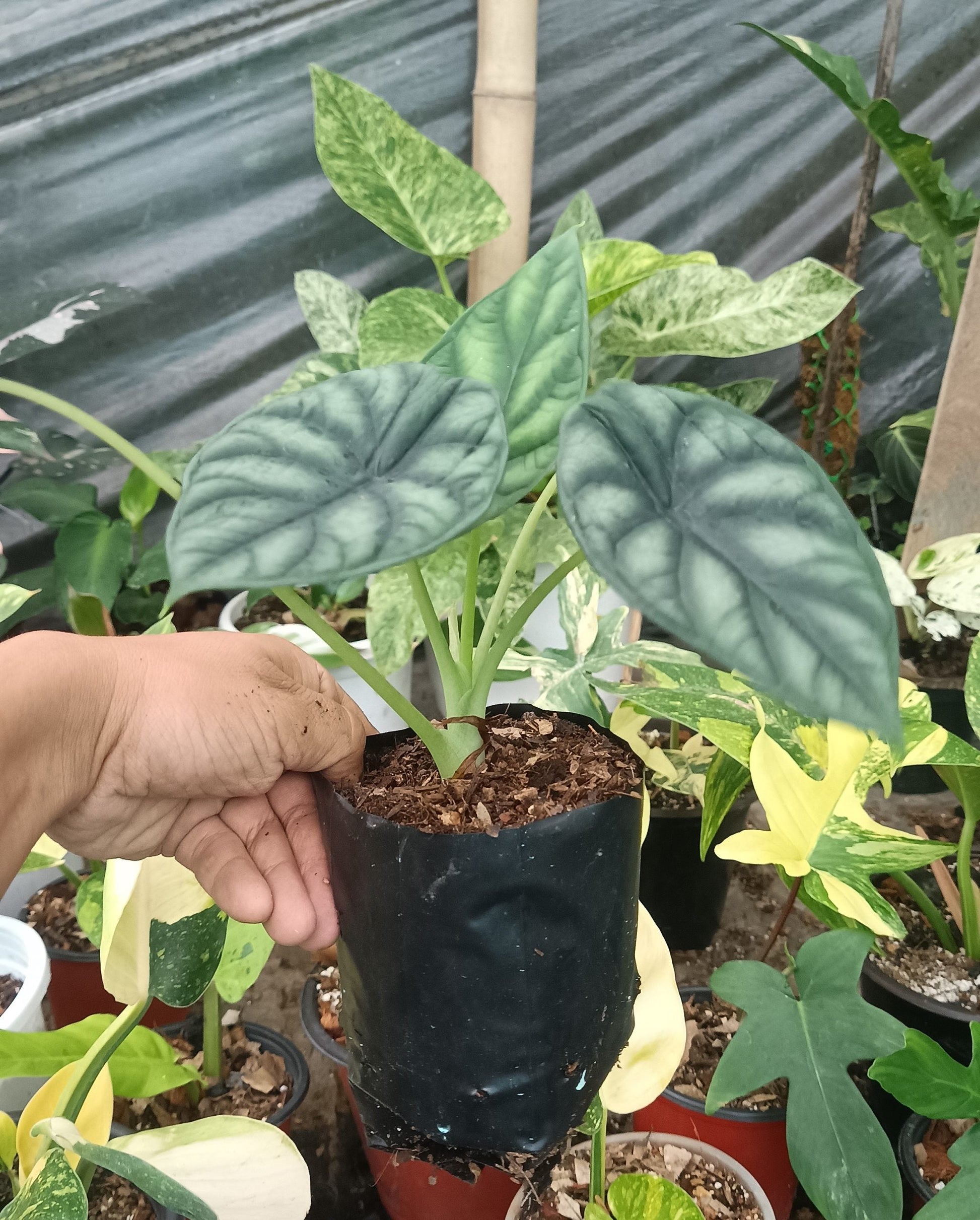 Alocasia Dragon Scale - Stunning Plant with Unique Dragon - Scale Foliage - My Store