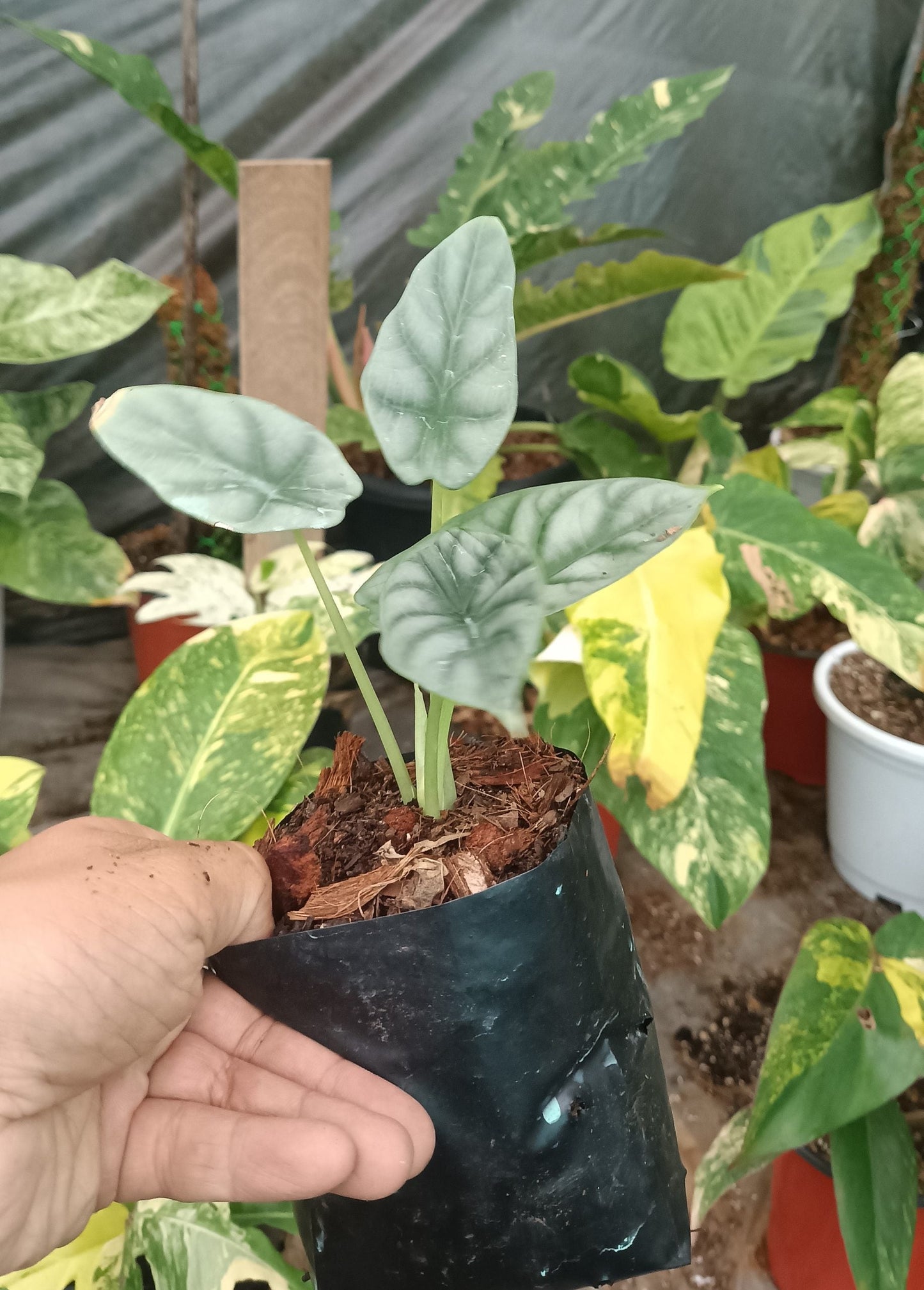 Alocasia Dragon Scale - Stunning Plant with Unique Dragon - Scale Foliage - My Store