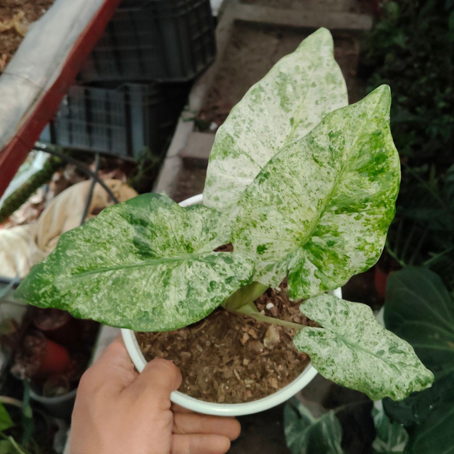 Alocasia Buddha’s Hand Mint Variegated – Rare Variegated Aroid