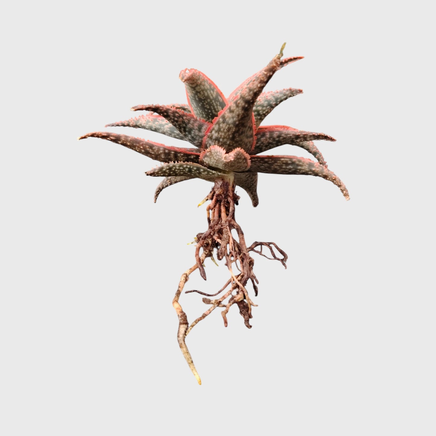 Aloe Hybrid Firecracker Dwarf – Colorful Textured Rebloomer Succulent Plant | Bare Rooted