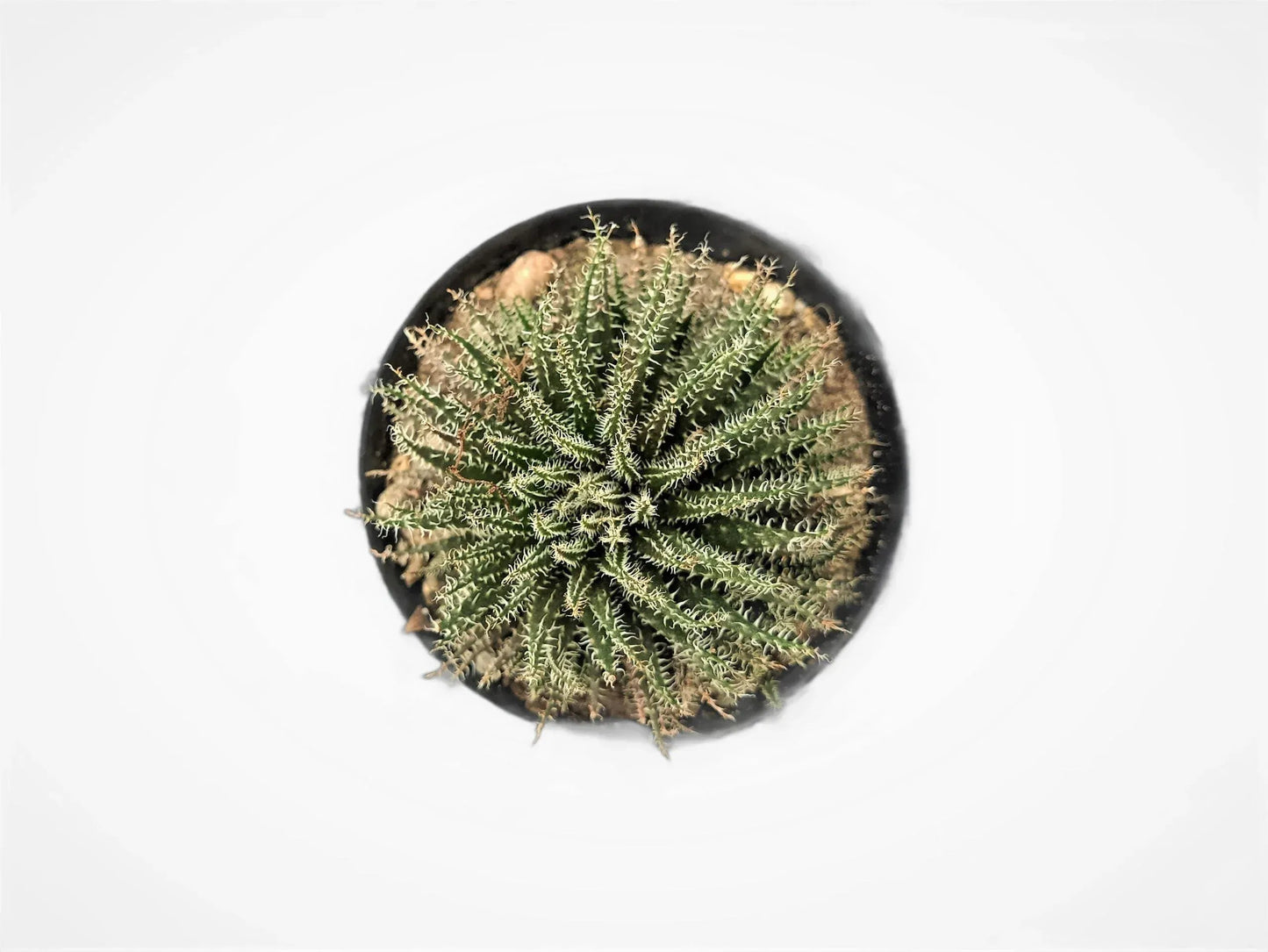 Aloe Haworthioides Bare-Rooted Succulent – Compact and Unique Plant for Your Space | Buy Now at Frek
