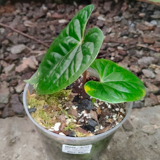 Anthurium Black Velvet × Luxurians – Rare Hybrid Velvet Foliage Plant | Small Size with 2 to 3 Leaves