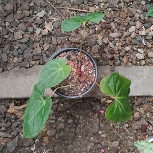 Anthurium Papillilaminum – Rare Velvet Foliage Plant (15–30 cm Height, 3–5 Leaves)