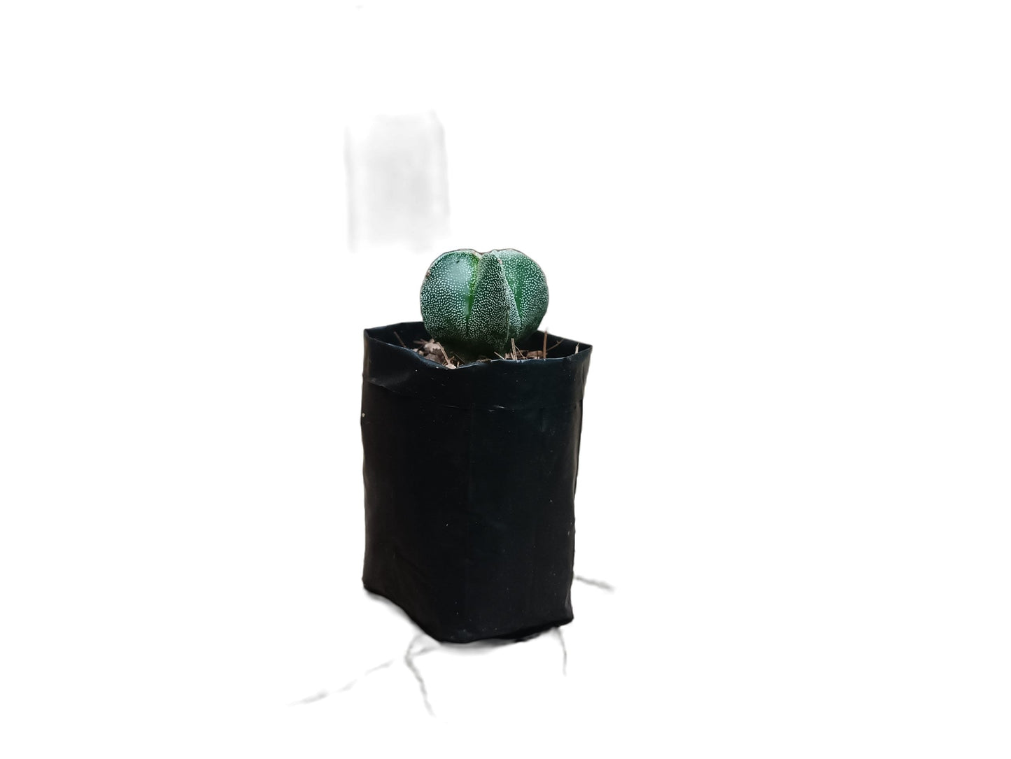 Astrophytum Myrostigma (Bishop's Hat Cactus): Regal Beauty for Any Space - My Store