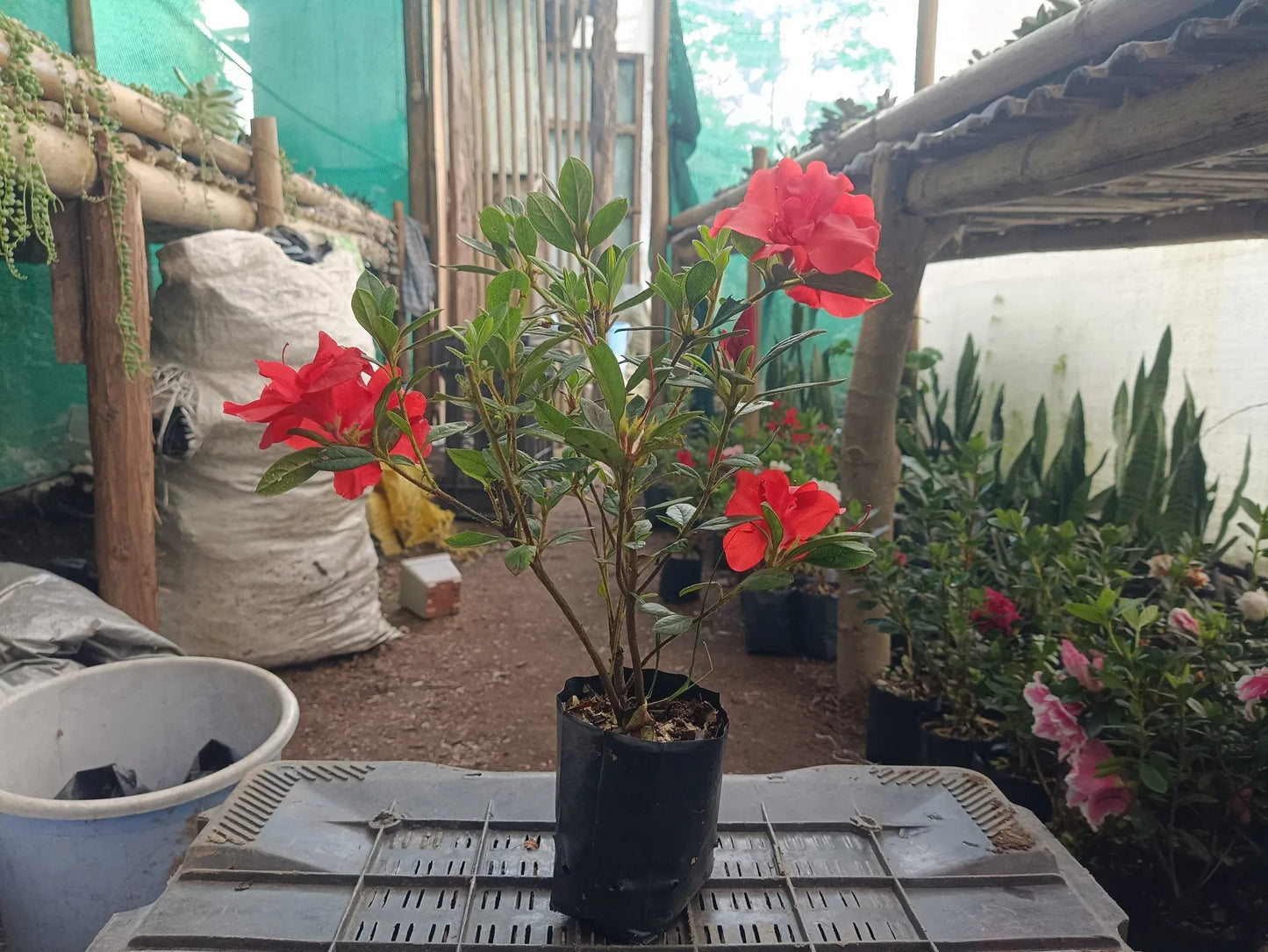 Azalea Autumn Sunset – Elegant Indoor and Outdoor Flowering Plant – Bare-Rooted