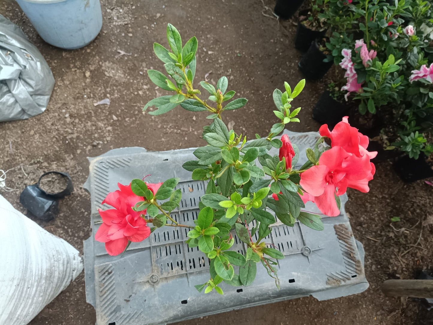 Azalea Autumn Sunset - All - Season Flowering Plant at the Very Cheapest Price! - My Store