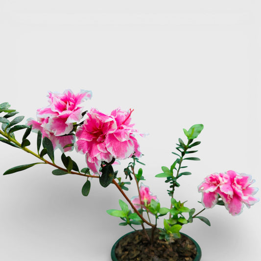 Azalea California Doll – Flowering Indoor Ornamental Plant | Bare Rooted