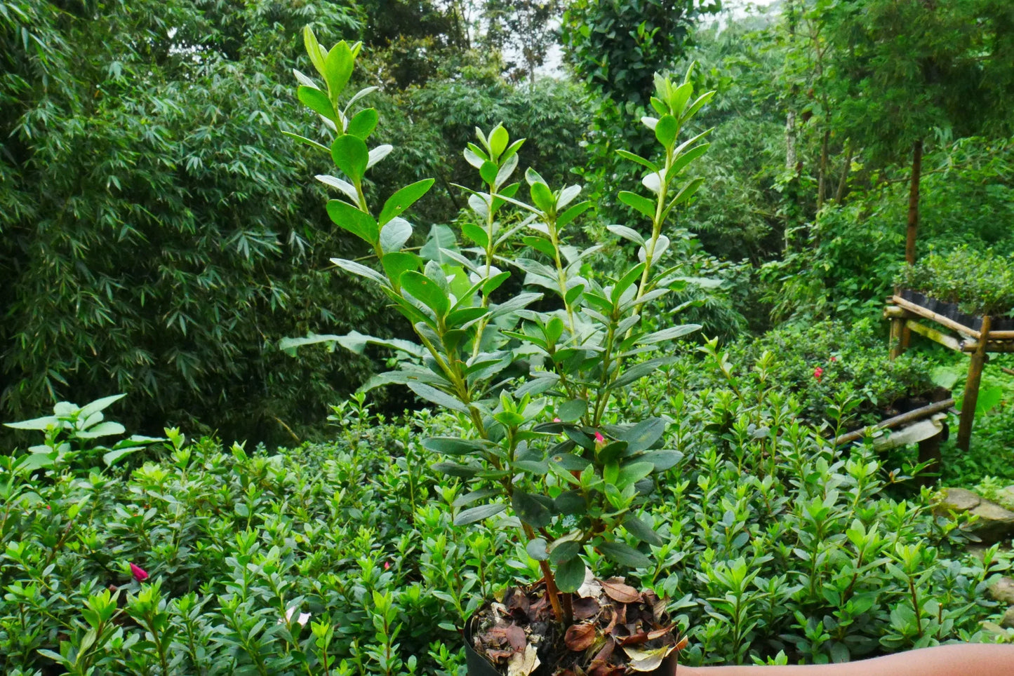 Azalea Diana Girl – Elegant Indoor and Outdoor Flowering Plant – Bare-Rooted - Frek