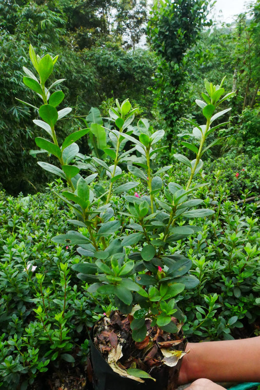 Azalea Light Pink Cock Flower Hybrid – Flower Plant - My Store
