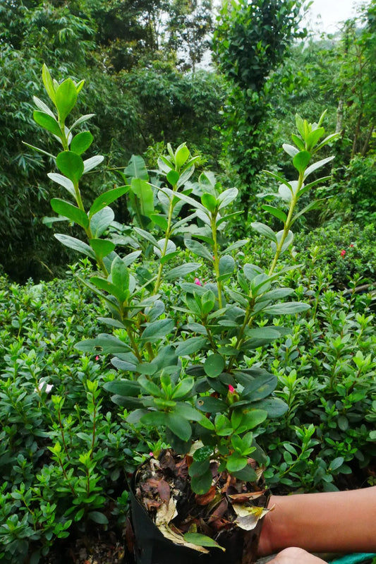 Azalea Light Pink Cock Bare-Rooted Hybrid – Elegant Indoor and Outdoor Flowering Plant - Frek