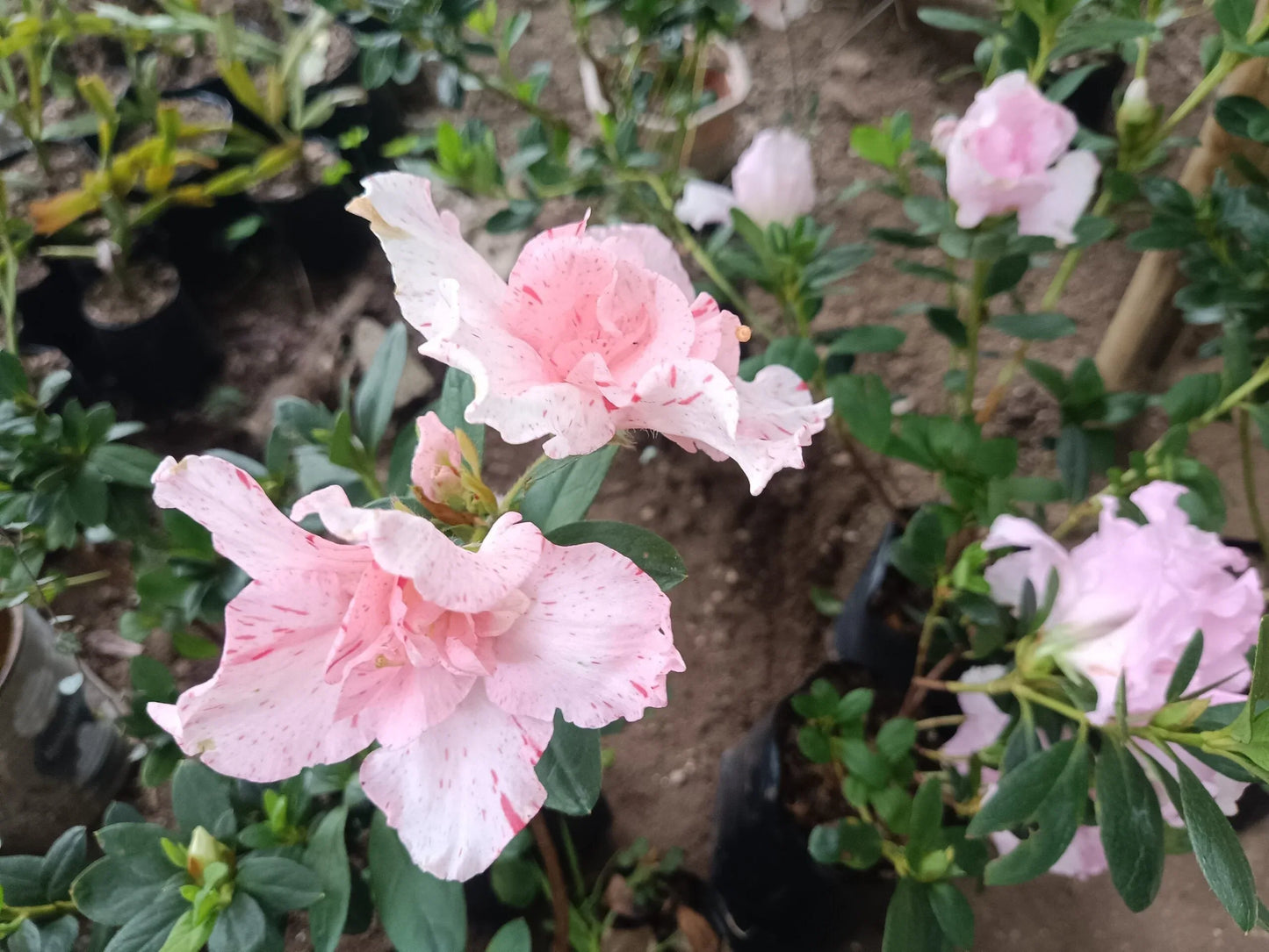 Azalea Light Pink – Elegant Indoor and Outdoor Flowering Plant – Bare-Rooted - Frek