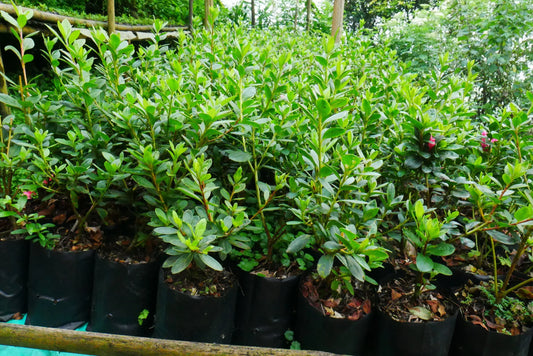 Azalea Purple Flower Mature Well Rooted Bare-Rooted Plant - Frek