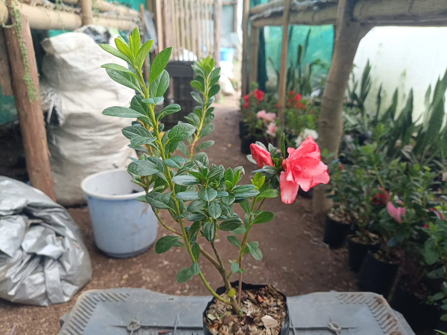 Azalea Southern Aurora Mature Well Rooted 1-2 Year Old Live Plant - Buy at Lowest Price, Hurry Before the Offer Ends! – Bare-Rooted - Frek