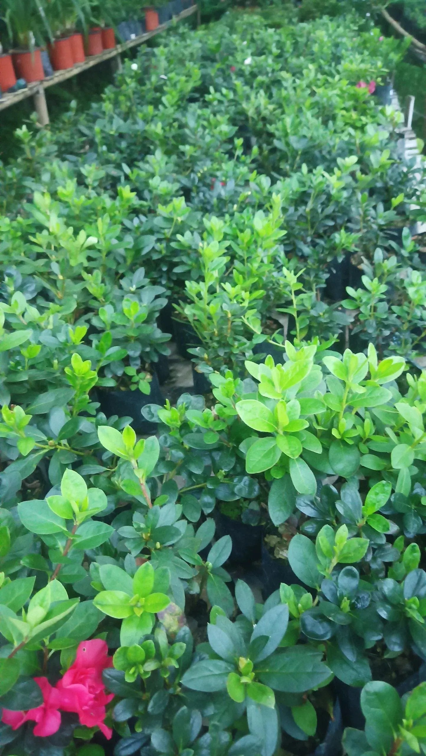 Azalea Super Red – Elegant Indoor and Outdoor Flowering Plant – Bare-Rooted