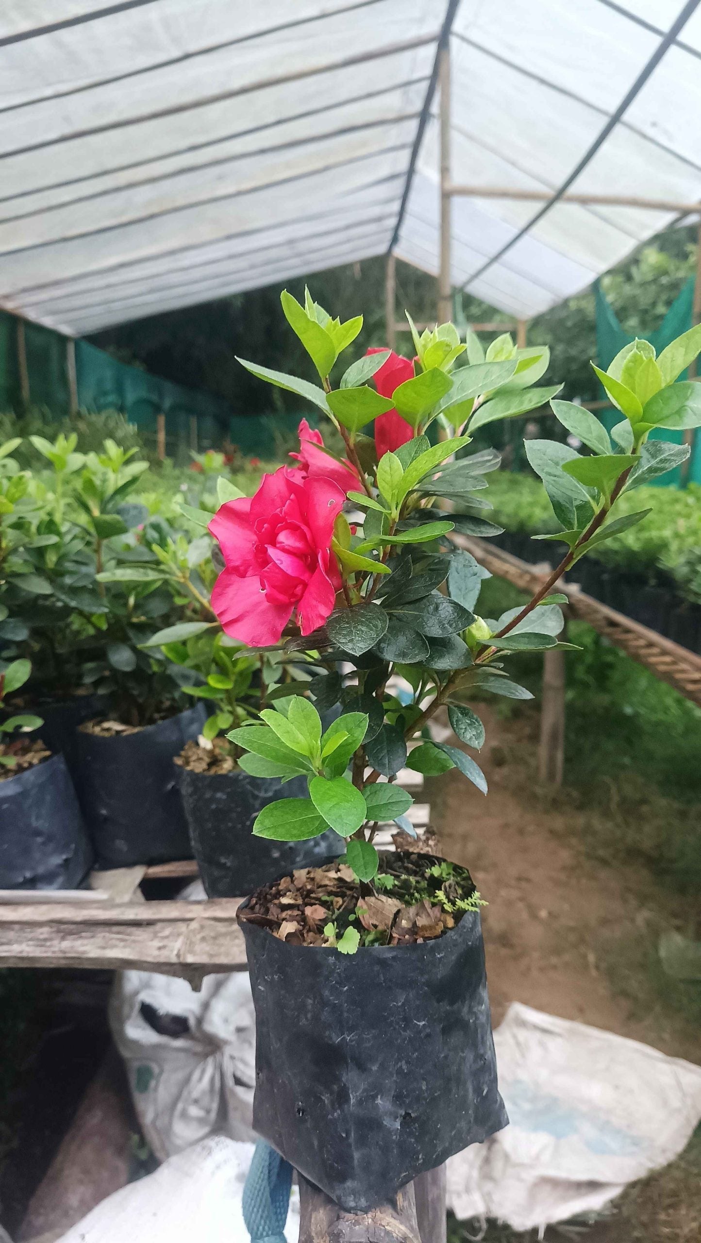 Azalea 'Super Red Hybrid' – Intense Red Blooms for Stunning Displays - My Store