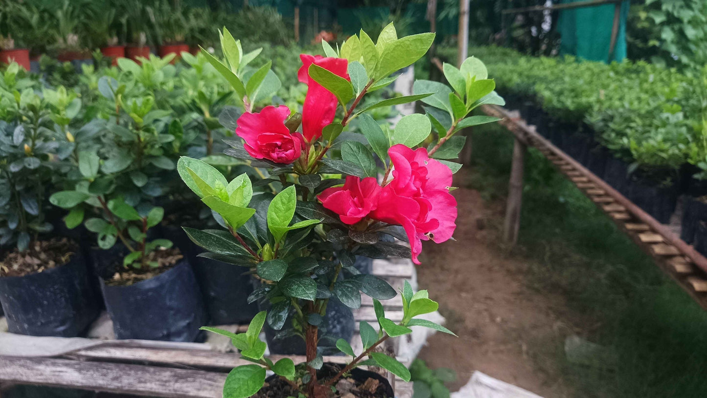 Azalea 'Super Red Hybrid' – Intense Red Blooms for Stunning Displays - My Store