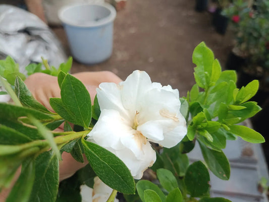 Azalea White Flower Mature Well Rooted 1-2 Year Old Live Plant - Online Exclusive at the Lowest Price! – Bare-Rooted