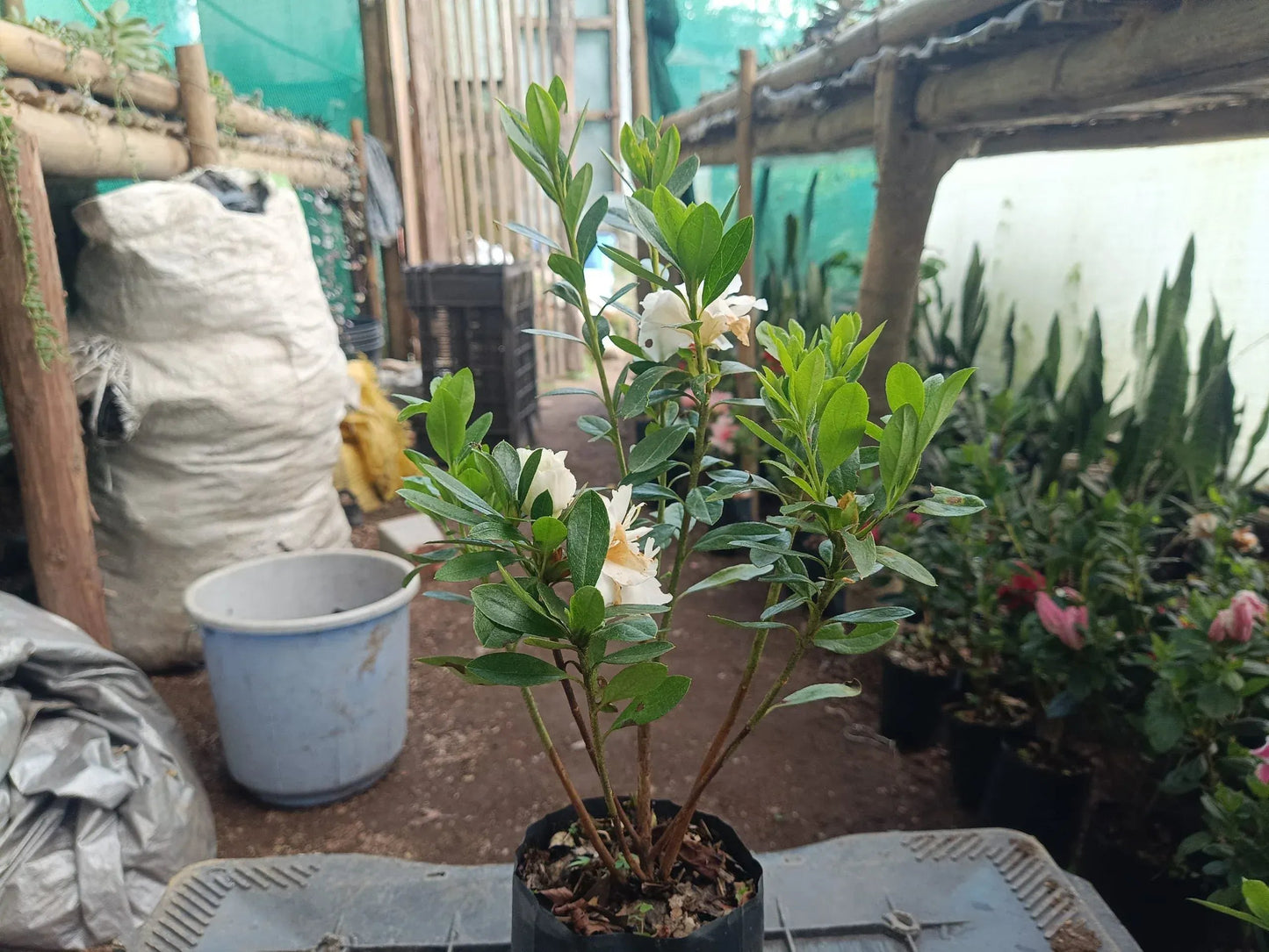 Azalea White Flower Mature Well Rooted 1-2 Year Old Live Plant - Online Exclusive at the Lowest Price! – Bare-Rooted