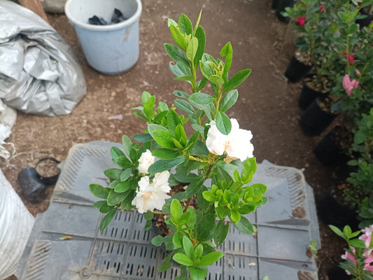 Azalea White Flower - Online Exclusive at the Lowest Price! - My Store