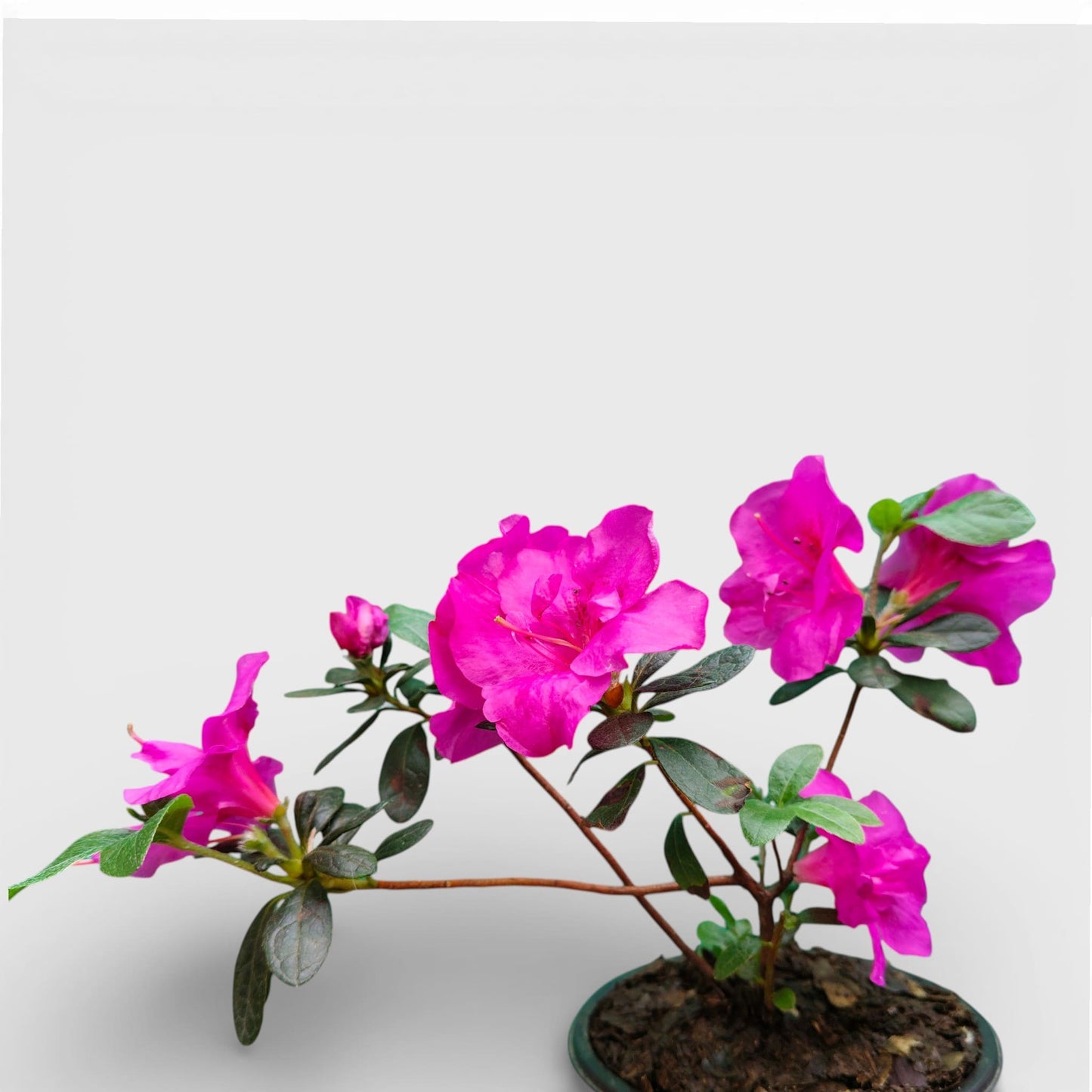 Azalea Shanghai Baby – Elegant Indoor and Outdoor Flowering Plant – Bare Rooted