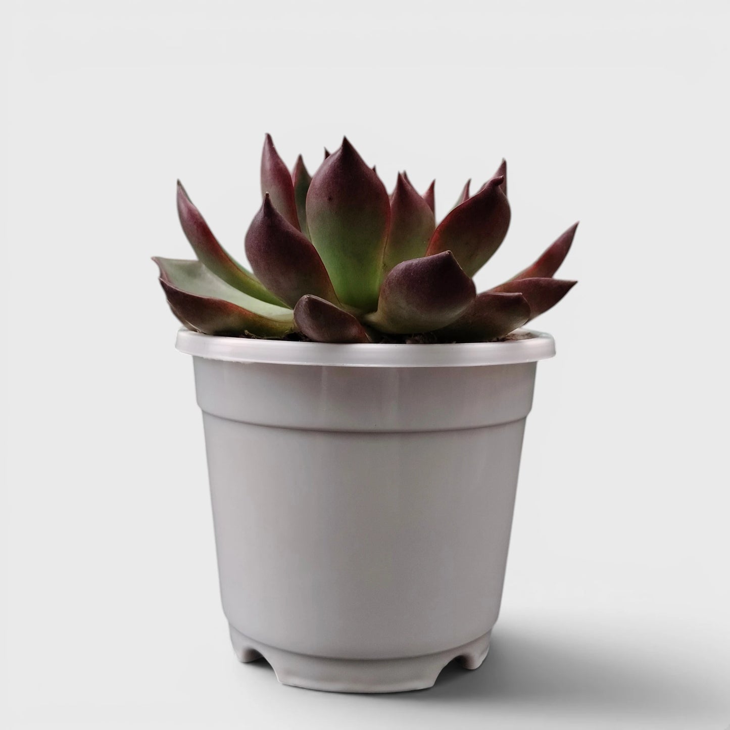 Echeveria Rubra – Red Edge Rosette Succulent | Colourful Balcony & Indoor Plant
