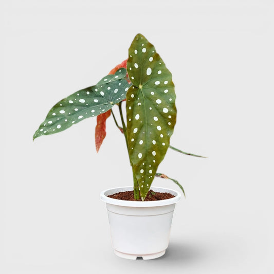 Begonia Maculata (Polka Dot Begonia) | Mature Indoor Plant