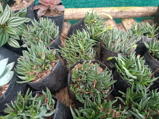 Bergeranthus Concavus: The Elegant Succulent for Home, Office, and Garden Decor - My Store