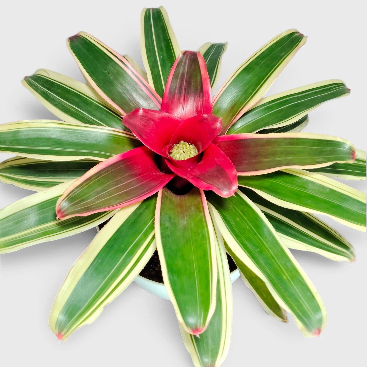 Bromeliads – Vibrant and Easy-Care Houseplants for Homes, Offices, and Gardens – Bare-Rooted