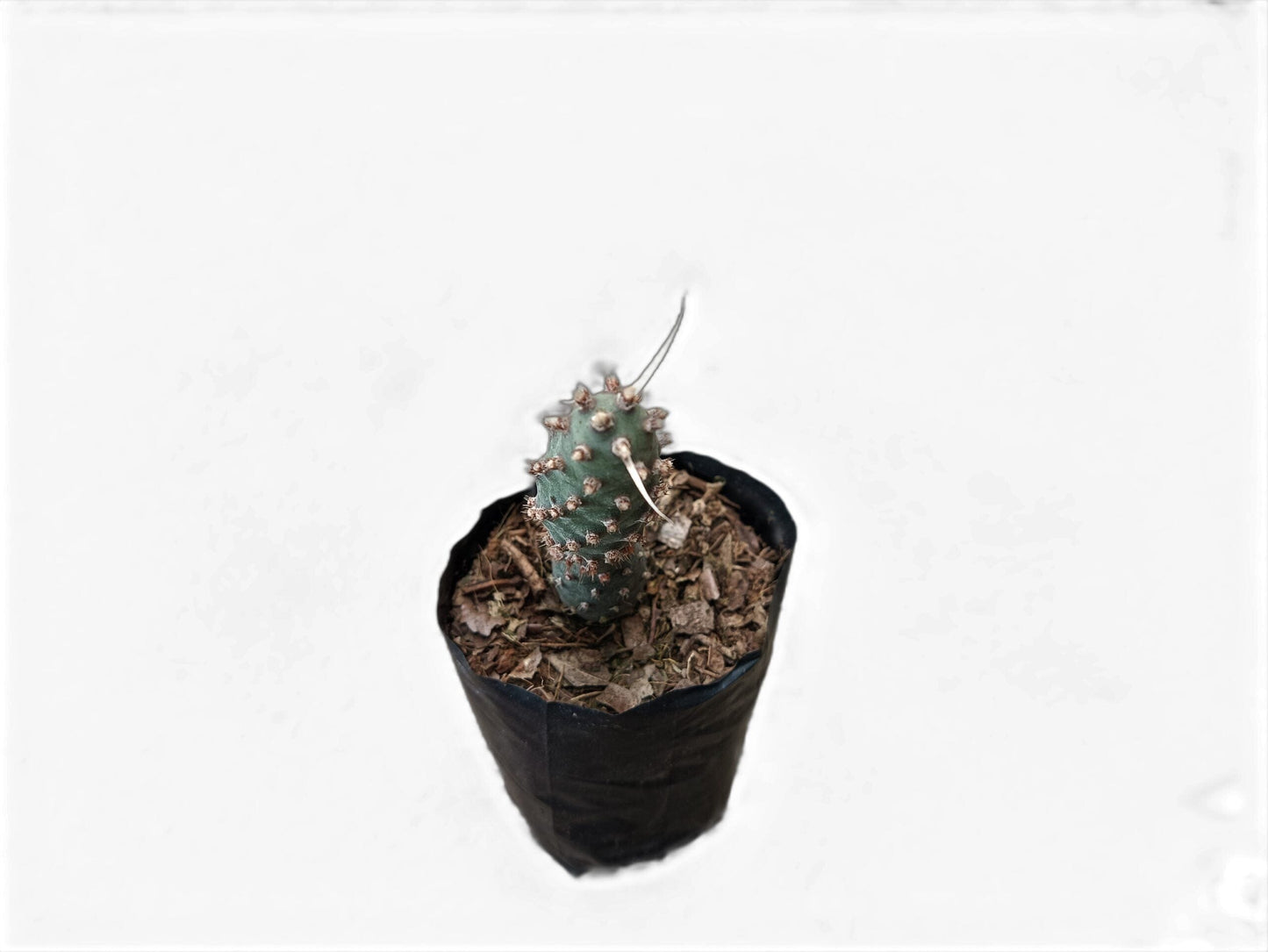 Buy Tephrocactus Strobiliformis Paper Spines Unique Cactus at Lowest Price at Frek – Bare-Rooted