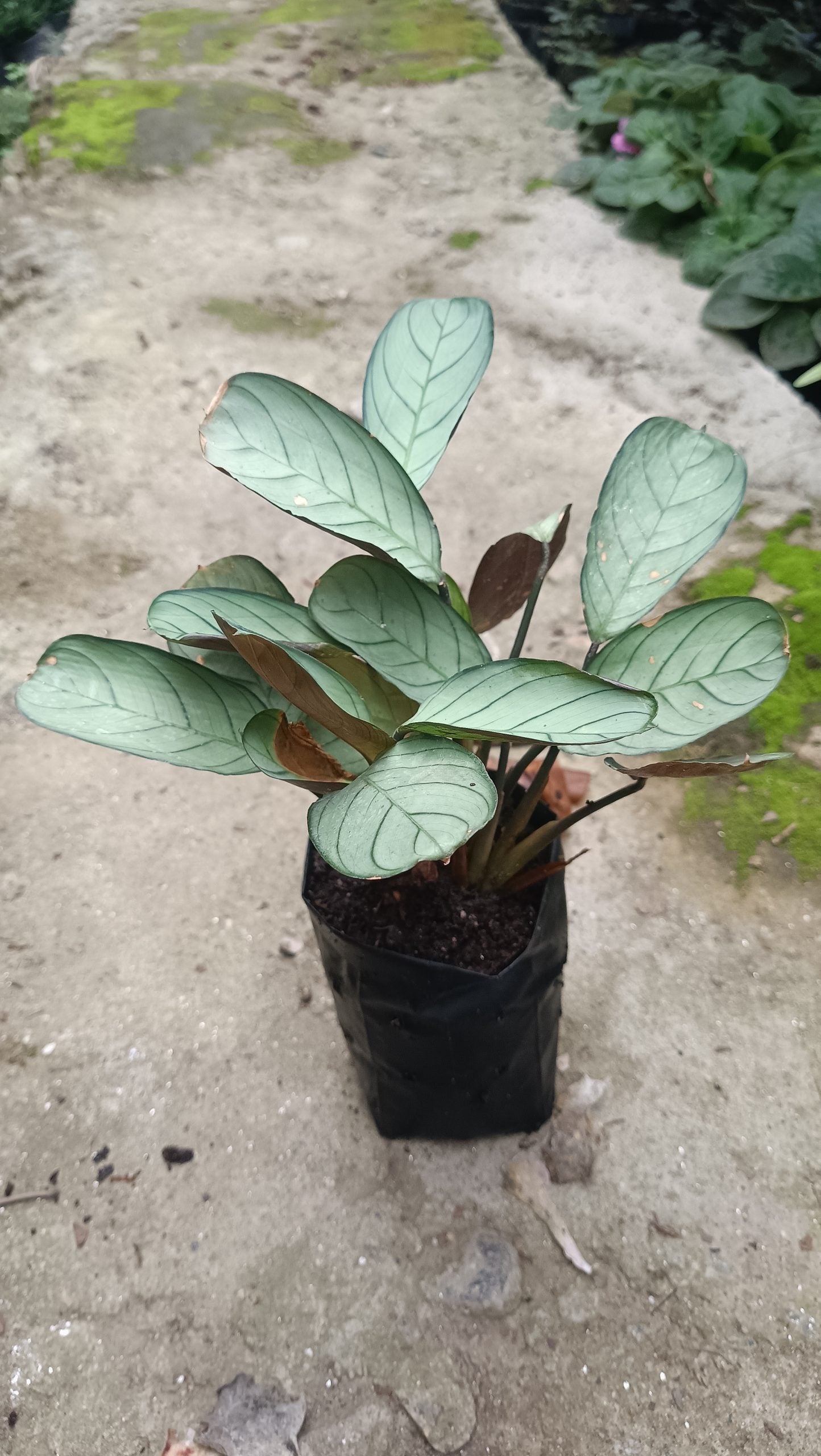 "Calathea Ctenanthe Burle Marxii: Elegant Air - Purifying Wishbone Prayer Plant" - My Store