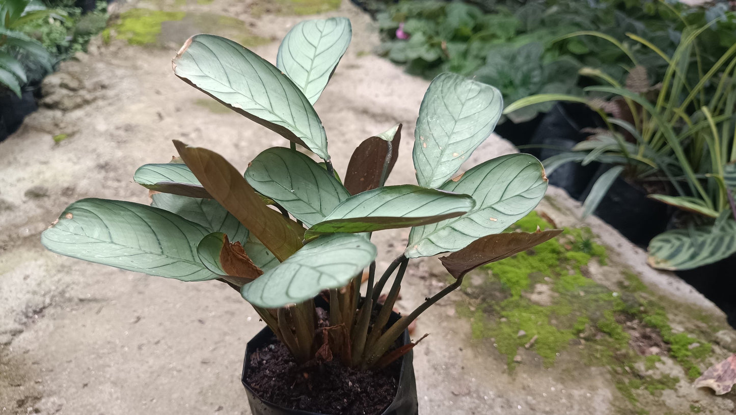 "Calathea Ctenanthe Burle Marxii: Elegant Air - Purifying Wishbone Prayer Plant" - My Store
